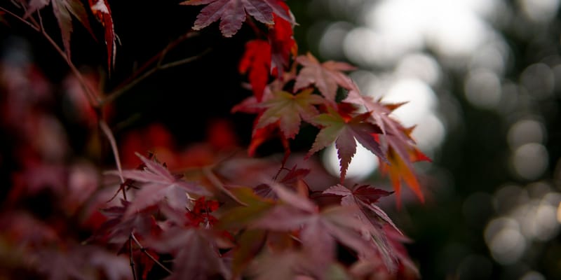 Homewoods on the Willamette