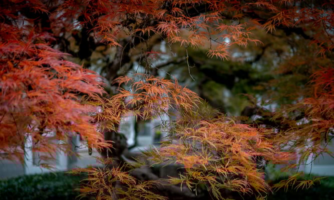 Homewoods on the Willamette