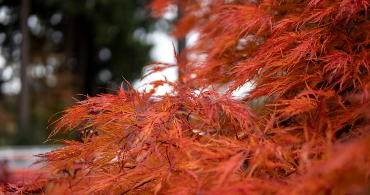 Homewoods on the Willamette