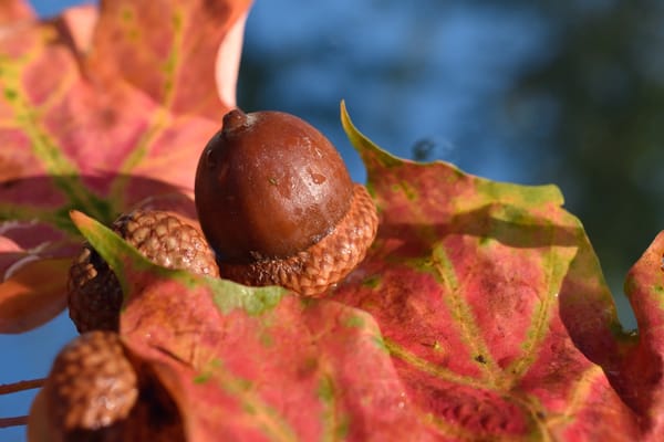 Oaktree Place Senior Living