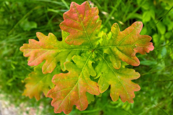 Oaktree Place Senior Living