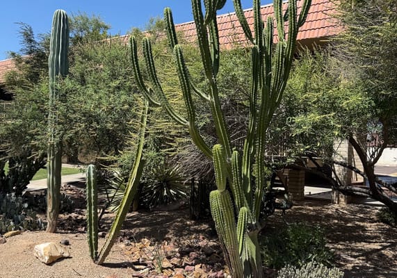 Cacti and desert plants in an outdoor space