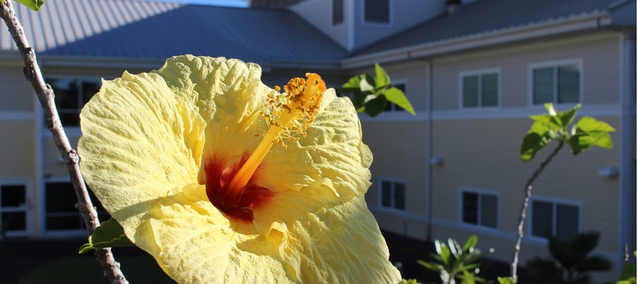 Close-up of a yellow hibiscus flower with a building in the background