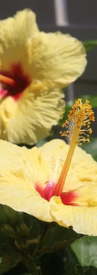 Yukio Okutsu State Veterans Home