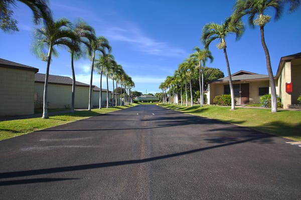 Lined palm trees along a pathway in a senior living facility.