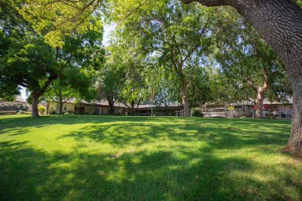 Lush green outdoor space with trees and grassy area
