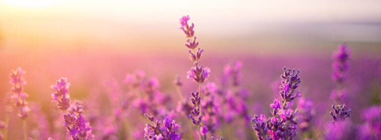 Delno Terrace Elderly Housing