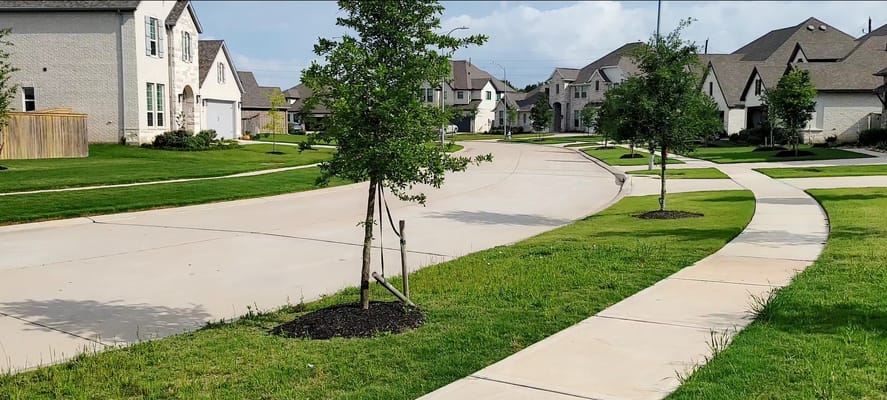 Residential street view with trees and sidewalks