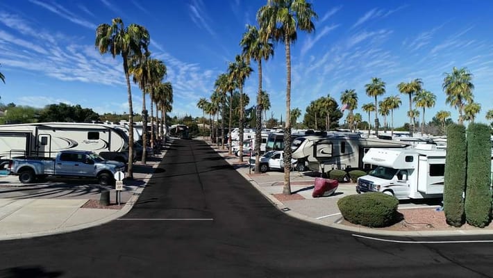 A scenic view of RVs lined up with palm trees in Rincon Country West RV Resort.
