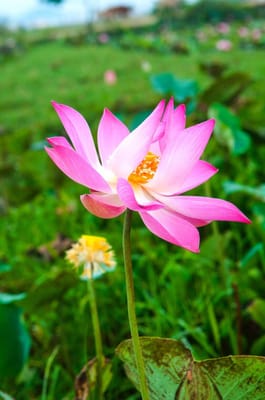 Adoring Care Assisted Living