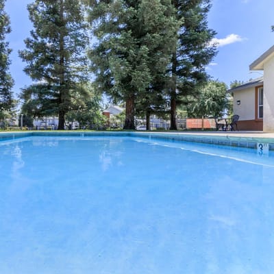 Swimming pool surrounded by trees and lounge chairs