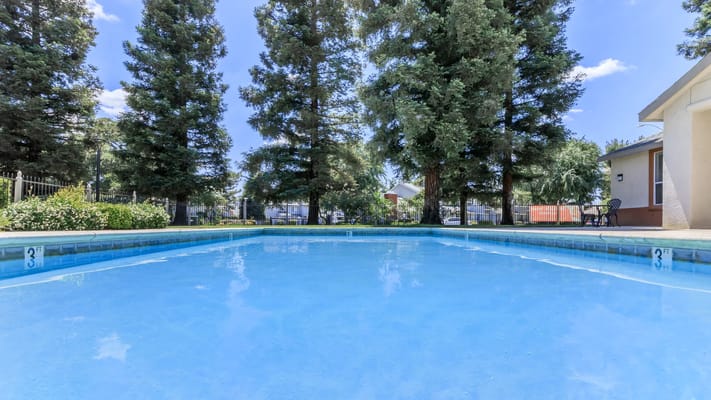 Swimming pool surrounded by trees and greenery