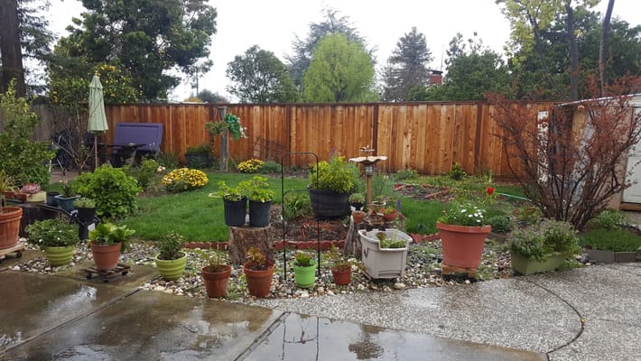 Garden area with various plants and flowers