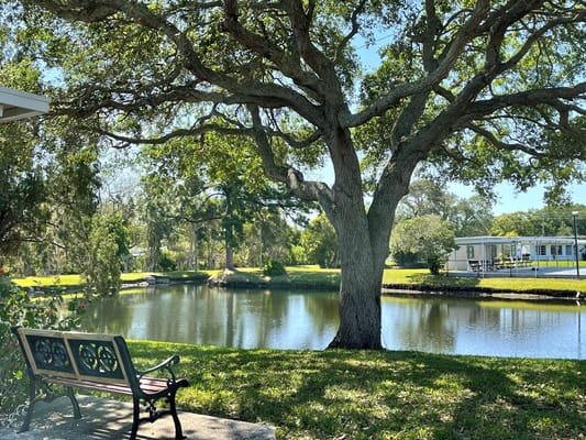 Lakeside bench under a large tree near Twin Lakes
