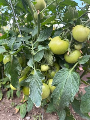 Fairwood Retirement Village & Assisted Living