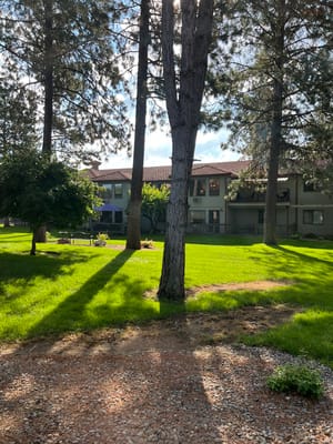 View of green lawn and trees with buildings in background