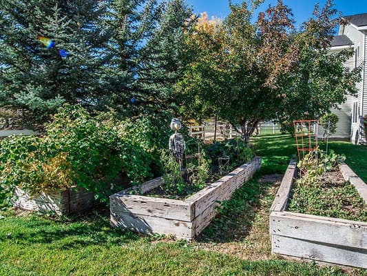 Community garden beds with various plants