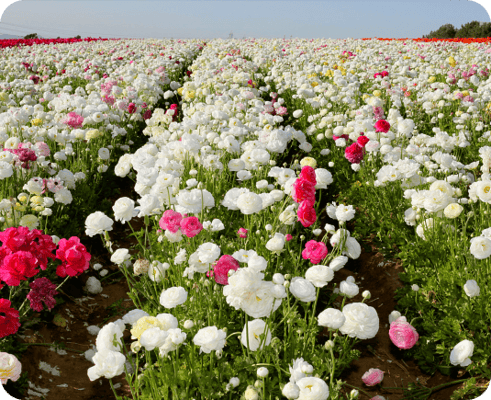 Best Professional Home Care