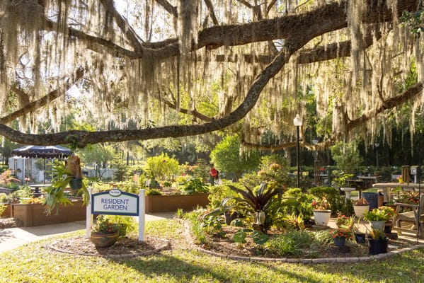 Beautiful resident garden with lush plants and trees
