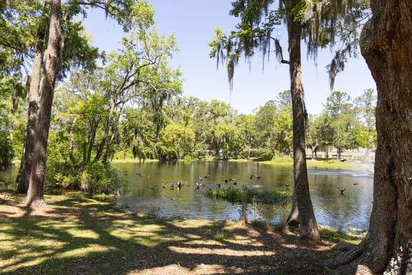 Lush outdoor view of a pond surrounded by trees