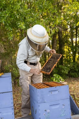 The Village at Gainesville