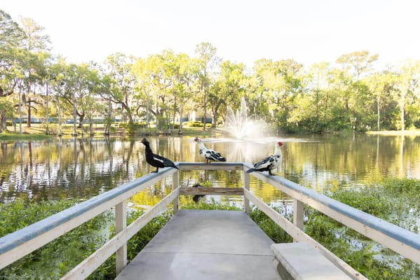 Scenic view of a tranquil pond surrounded by trees