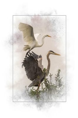 Homewood Living Frederick