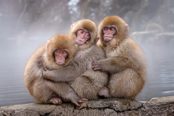 Homewood Living Frederick