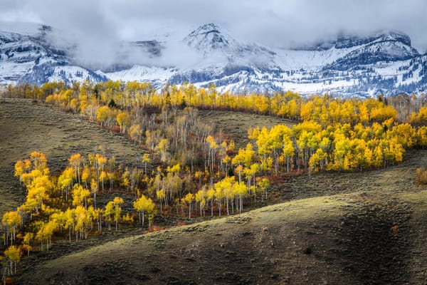 Homewood Living Frederick