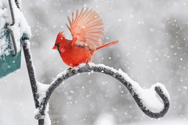 Homewood Living Frederick