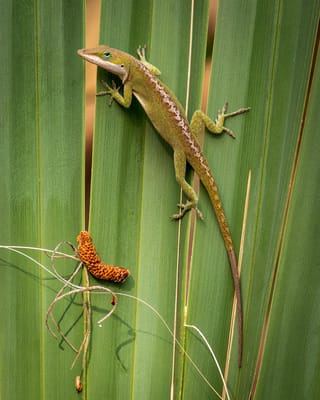 Homewood Living Frederick