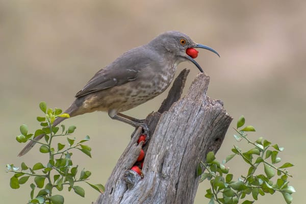 Homewood Living Frederick