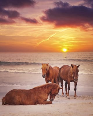 Homewood Living Frederick