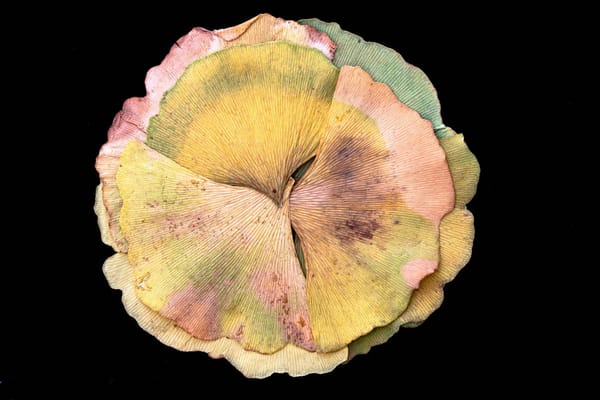 Homewood Living Frederick