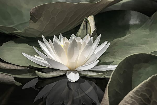 Homewood Living Frederick