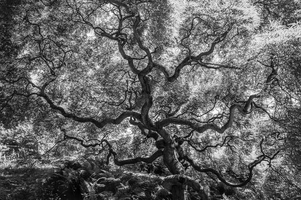 Homewood Living Frederick