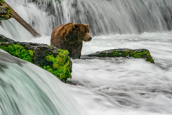 Homewood Living Frederick