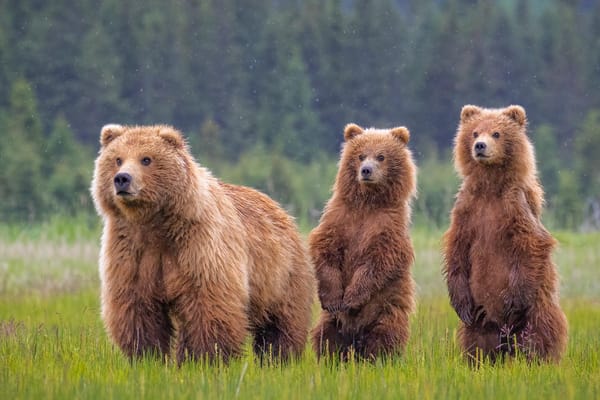 Homewood Living Frederick