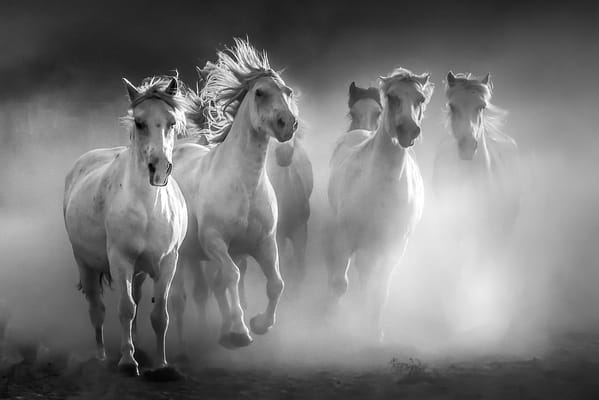 Homewood Living Frederick