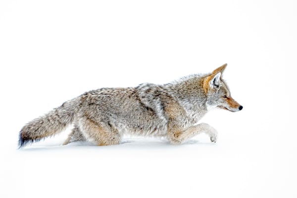 Homewood Living Frederick