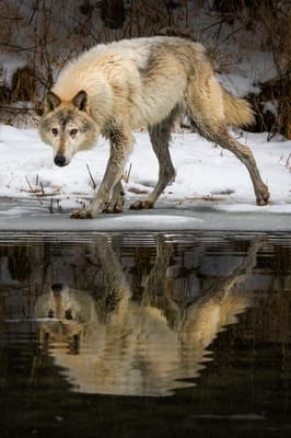 Homewood Living Frederick