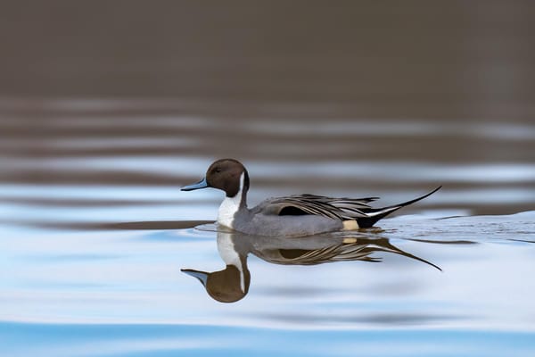 Homewood Living Frederick