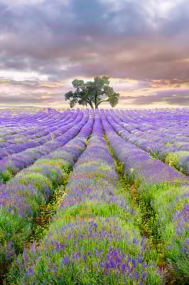 Homewood Living Frederick