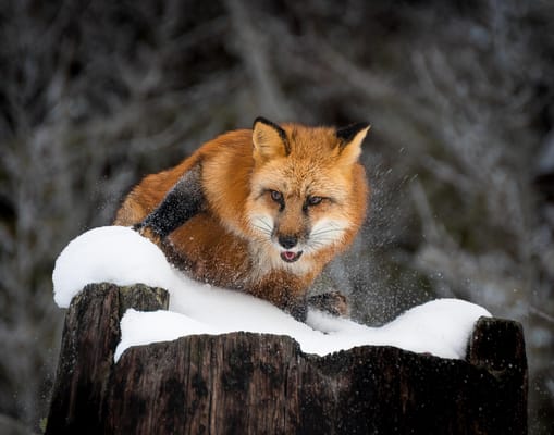 Homewood Living Frederick