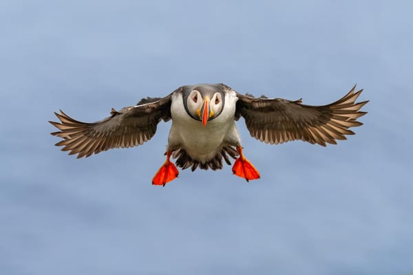 Homewood Living Frederick