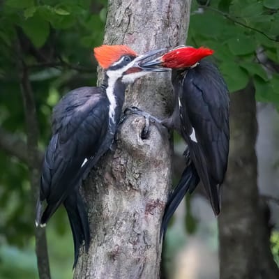 Homewood Living Frederick