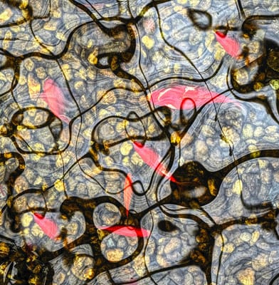 Homewood Living Frederick