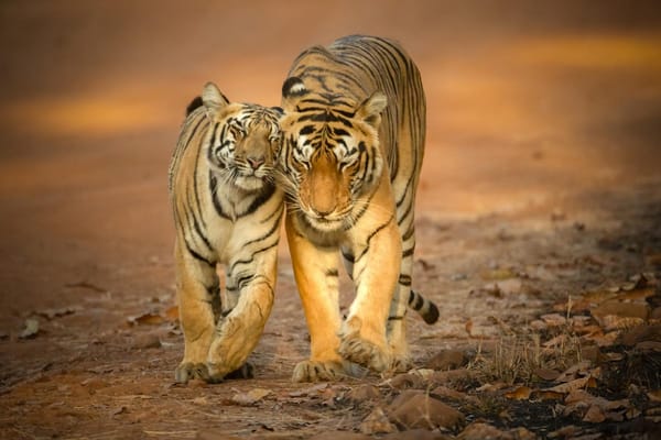 Homewood Living Frederick