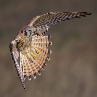 Homewood Living Frederick