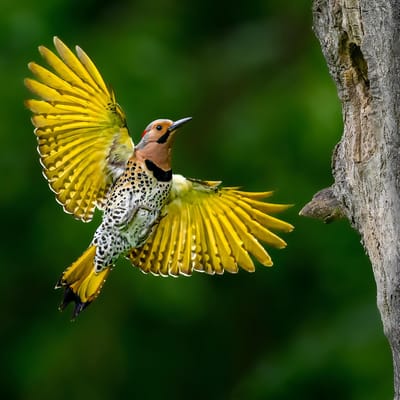 Homewood Living Frederick